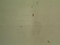 new rice parboiled project thumbnail