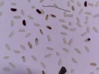 faq-grade-a-parboiled-rice project thumbnail