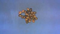 skripsi cacat biji kopi project thumbnail