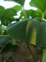 plantas project thumbnail
