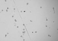 filter pollen project thumbnail