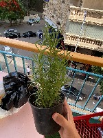 plants project thumbnail