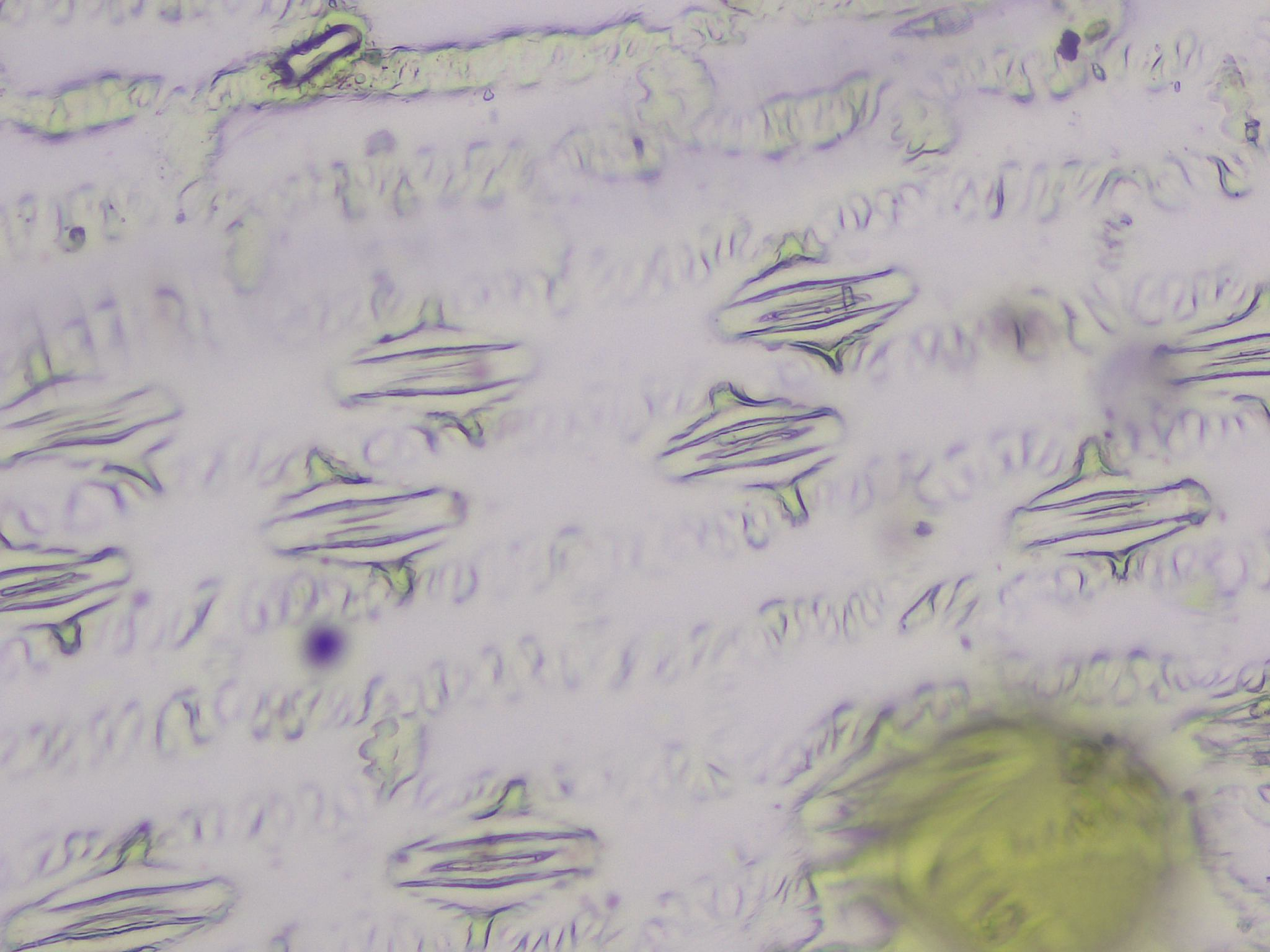 test Instance Segmentation Dataset and Pre-Trained Model by stomata