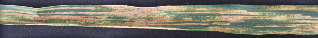 Yellow Wheat rust detection Object Detection Model by MNSUAM