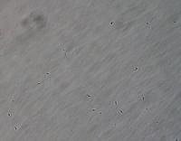 fertiliCode project thumbnail