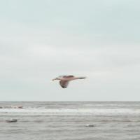 bird project thumbnail