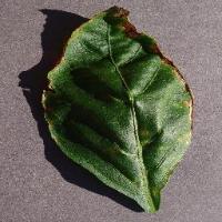Plant Disease Detection project thumbnail