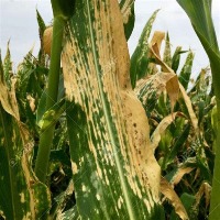 Plant Disease Finding project thumbnail
