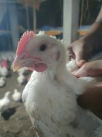 Chicken Detection project thumbnail