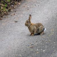 Find Rabbits project thumbnail