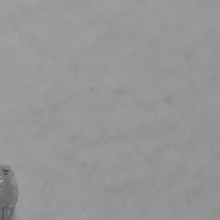 Black Soldier Fly larvae project thumbnail