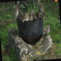 bird-detect project thumbnail