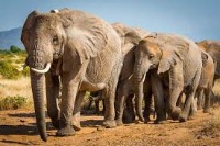 animals project thumbnail