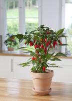 PlantSegV11 project thumbnail