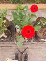 Gerbera_cenital_base project thumbnail