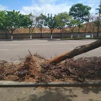 Fallen trees (with palms) project thumbnail