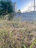 weed_detection project thumbnail