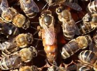 Queen_bee_detection project thumbnail