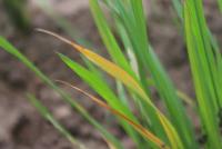Rice-Leaf project thumbnail