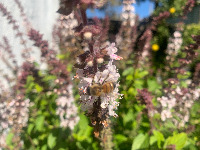 Blue Basil Bees project thumbnail