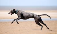 Dog_pose project thumbnail