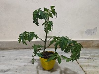 tomatoandweed detectionfor pi5 project thumbnail