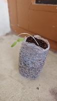 detecting tomato plants project thumbnail