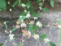 Img30_Alternanthera Sessilis project thumbnail