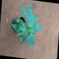 Img29_Papaya Leaf project thumbnail