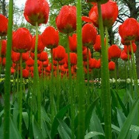 Flowers Expert project thumbnail