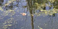 Dallake new Annotation project thumbnail