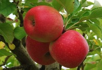 fruit project thumbnail
