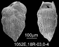 foraminifera project thumbnail