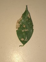 Plant-deficiency project thumbnail