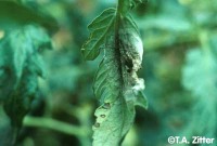 Tomato Leaf Disease project thumbnail