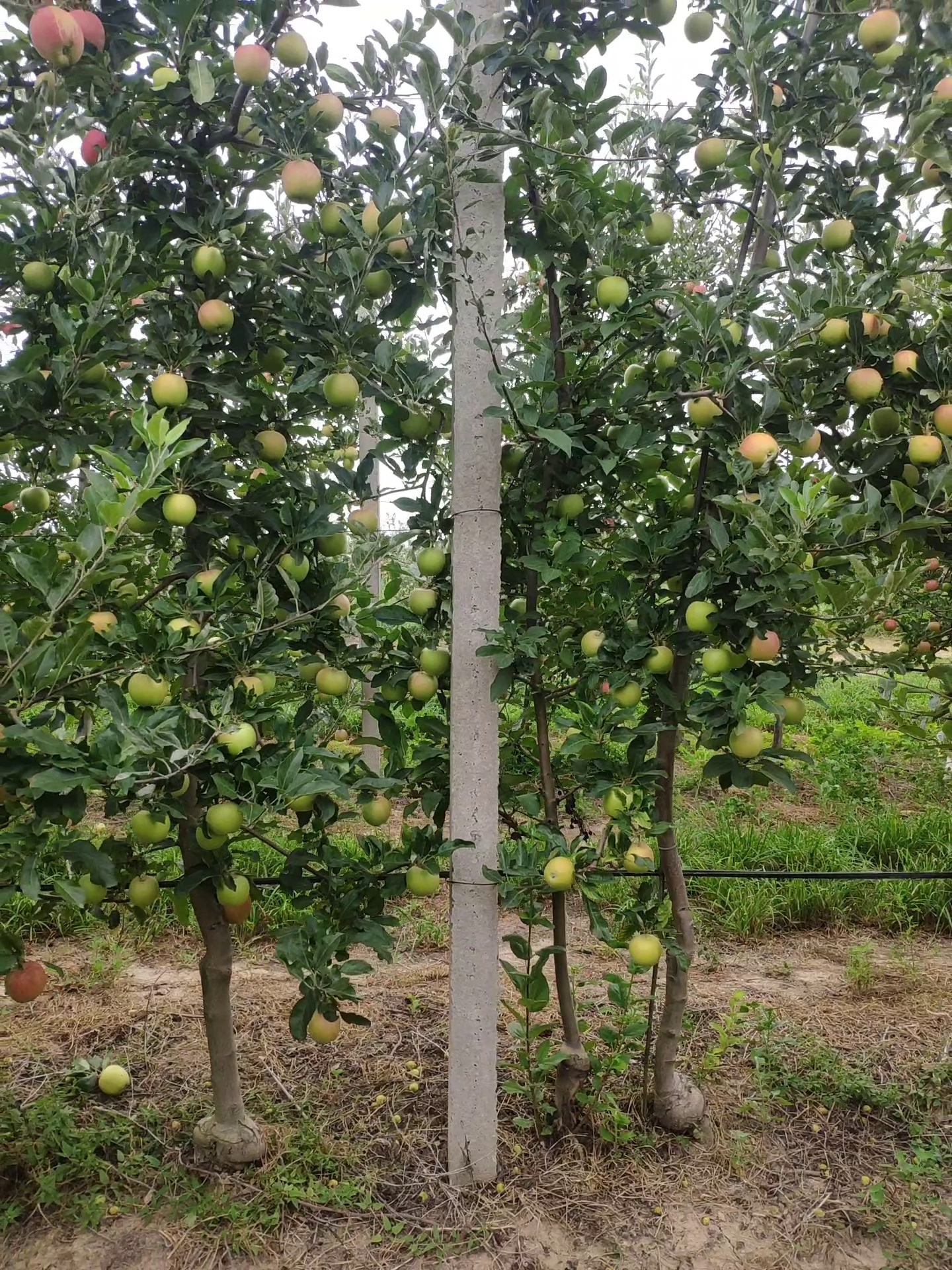 apple Object Detection Model by project-mjqxp