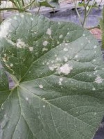 Melon Disease project thumbnail