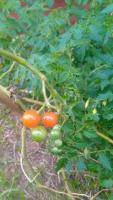 CherryTomatoRipnessINaturalist project thumbnail