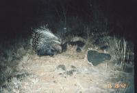 porcupine project thumbnail