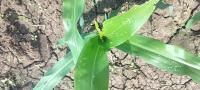 Maize Whorl Detection project thumbnail