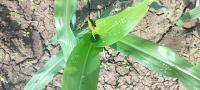 Maize Whorl Detection project thumbnail