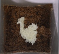 DX_food_waste project thumbnail