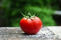 Find tomato project thumbnail
