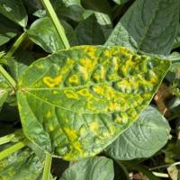 Healthy Cowpea Leaf detection project thumbnail