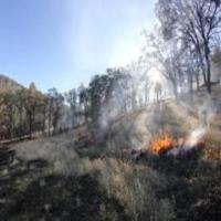 wildfire project thumbnail