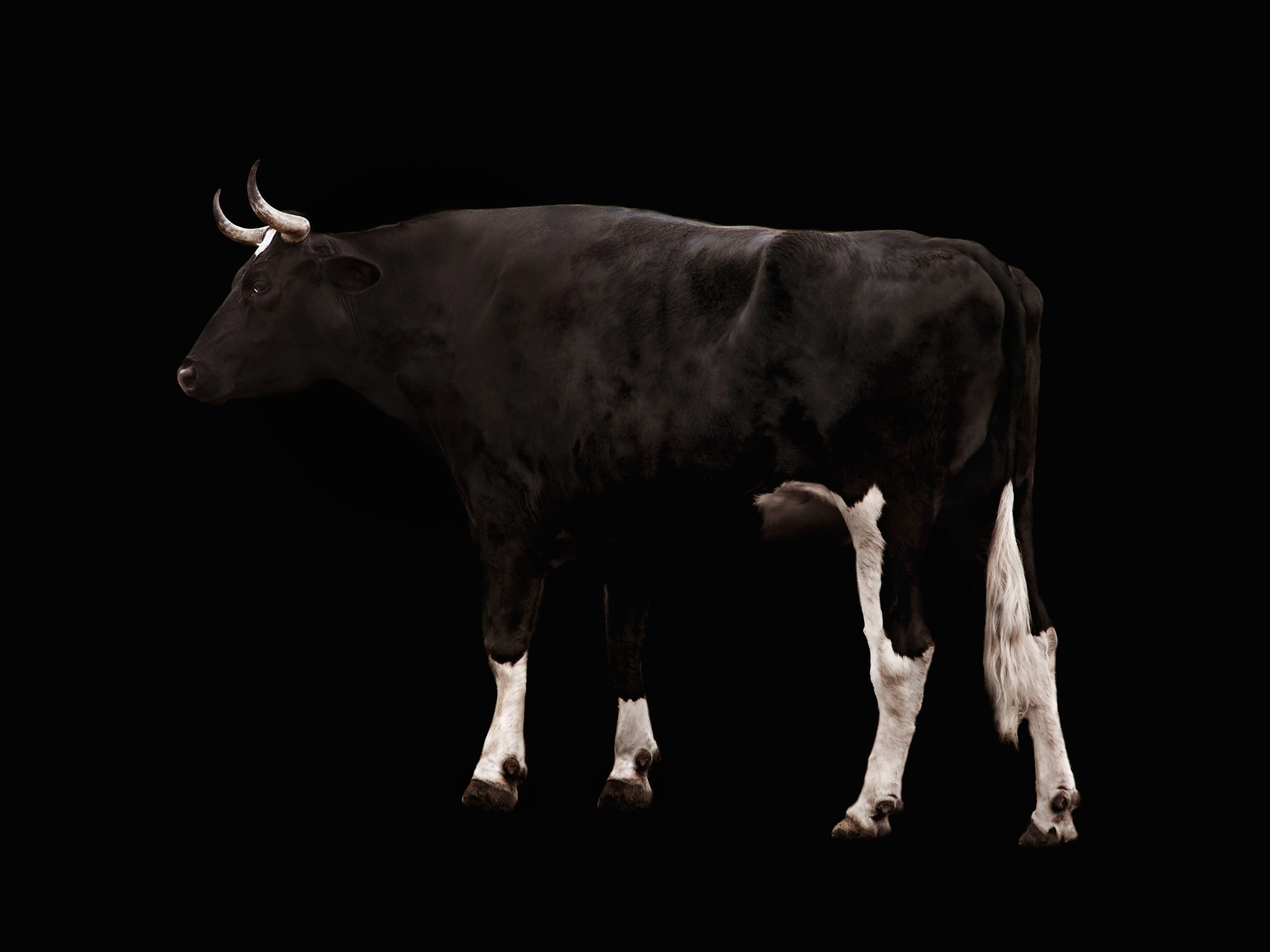 CattleDetector Object Detection Model by CattleDetector
