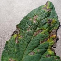 crop-detection project thumbnail