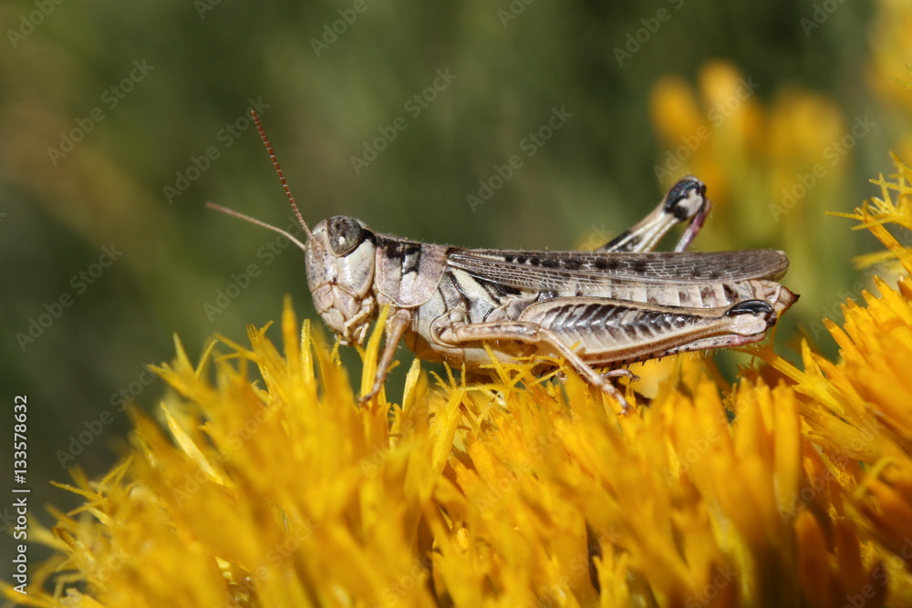 locust Classification Dataset by Irvine