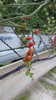 asai farm tomatoes project thumbnail