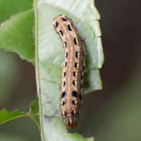 Spodoptera_litura project thumbnail